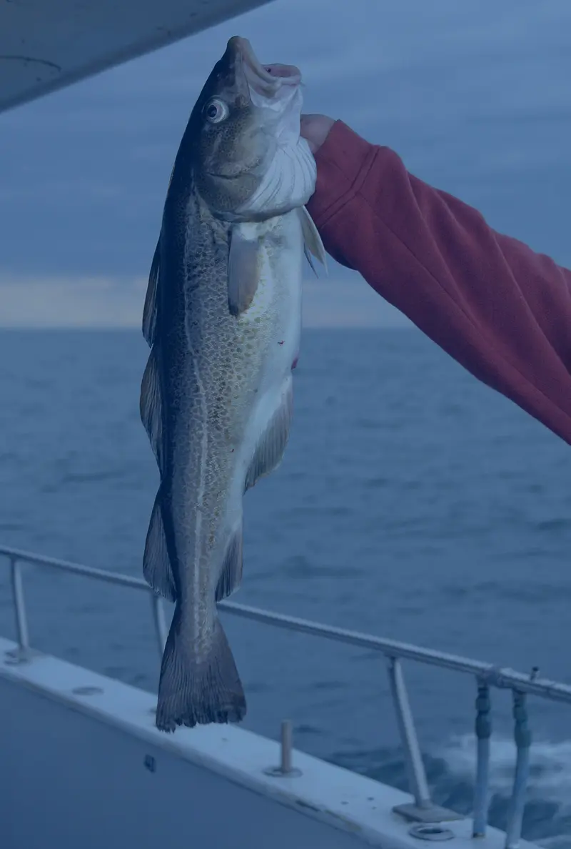 bacalao gaytan producto de calidad
